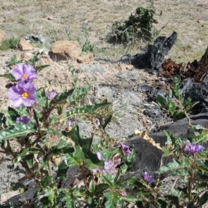 Solanum cinereum at Isaacs, ACT - 19 Oct 2019 03:11 PM