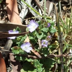 Veronica calycina (Hairy Speedwell) at Jerrabomberra, ACT - 19 Oct 2019 by Mike