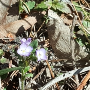 Veronica calycina at Jerrabomberra, ACT - 19 Oct 2019