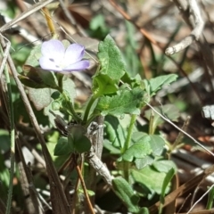 Veronica calycina at Jerrabomberra, ACT - 19 Oct 2019