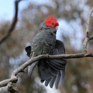 Callocephalon fimbriatum at Ainslie, ACT - suppressed