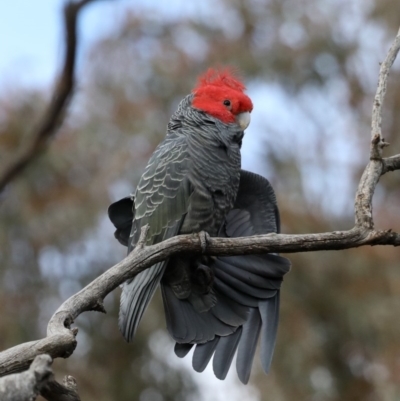 Callocephalon fimbriatum (Gang-gang Cockatoo) at Mount Ainslie - 27 Aug 2019 by jbromilow50