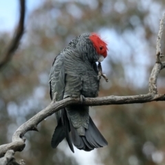 Callocephalon fimbriatum at Ainslie, ACT - suppressed