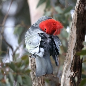 Callocephalon fimbriatum at Ainslie, ACT - suppressed