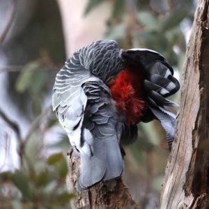 Callocephalon fimbriatum at Ainslie, ACT - suppressed