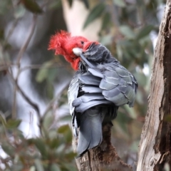 Callocephalon fimbriatum at Ainslie, ACT - suppressed