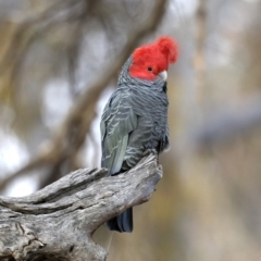 Callocephalon fimbriatum (Gang-gang Cockatoo) at Mount Ainslie - 27 Aug 2019 by jb2602