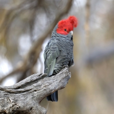 Callocephalon fimbriatum (Gang-gang Cockatoo) at Mount Ainslie - 27 Aug 2019 by jbromilow50