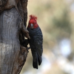 Callocephalon fimbriatum at Ainslie, ACT - 27 Aug 2019