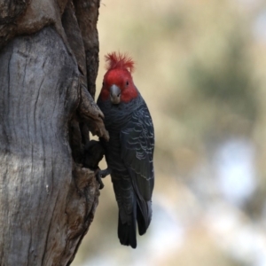 Callocephalon fimbriatum at Ainslie, ACT - 27 Aug 2019