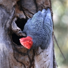 Callocephalon fimbriatum at Ainslie, ACT - 27 Aug 2019