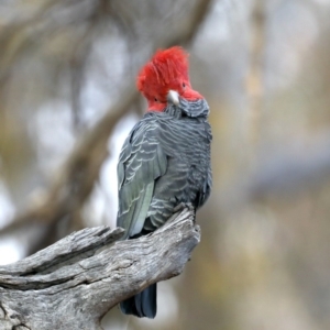 Callocephalon fimbriatum at Ainslie, ACT - suppressed