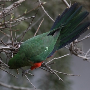 Alisterus scapularis at Ainslie, ACT - 27 Aug 2019