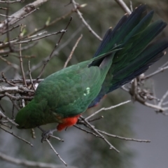Alisterus scapularis (Australian King-Parrot) at Ainslie, ACT - 27 Aug 2019 by jbromilow50