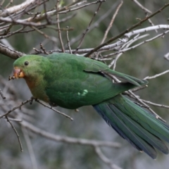 Alisterus scapularis at Ainslie, ACT - 27 Aug 2019