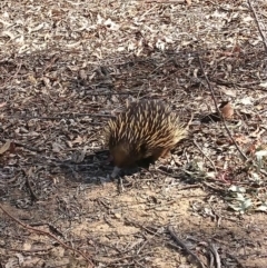 Tachyglossus aculeatus (Short-beaked Echidna) at Harcourt Hill - 19 Oct 2019 by JaneCarter