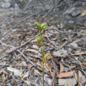 Oligochaetochilus aciculiformis at Tennent, ACT - suppressed