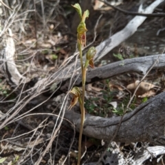 Oligochaetochilus aciculiformis at Tennent, ACT - 19 Oct 2019