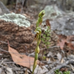 Oligochaetochilus aciculiformis at Tennent, ACT - 19 Oct 2019