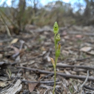 Hymenochilus muticus at Tennent, ACT - 19 Oct 2019