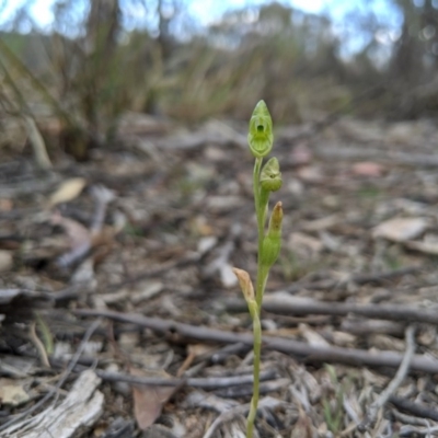 Hymenochilus muticus (Midget Greenhood) at Tennent, ACT - 19 Oct 2019 by MattM