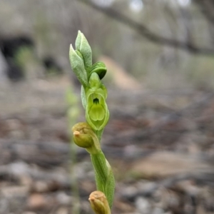 Hymenochilus muticus at Tennent, ACT - 19 Oct 2019
