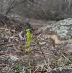 Hymenochilus muticus at Tennent, ACT - 19 Oct 2019