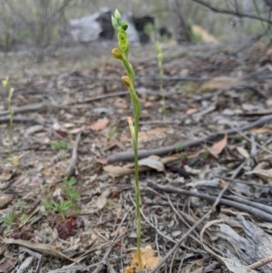 Hymenochilus muticus at Tennent, ACT - 19 Oct 2019