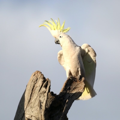 Cacatua galerita (Sulphur-crested Cockatoo) at Mount Ainslie - 27 Aug 2019 by jb2602