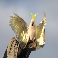 Cacatua galerita at Ainslie, ACT - 27 Aug 2019