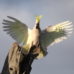 Cacatua galerita at Ainslie, ACT - 27 Aug 2019