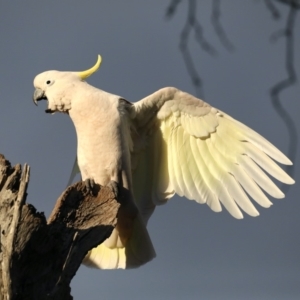 Cacatua galerita at Ainslie, ACT - 27 Aug 2019