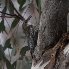 Cormobates leucophaea (White-throated Treecreeper) at Majura, ACT - 27 Aug 2019 by jbromilow50