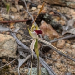 Caladenia parva (Brown-clubbed Spider Orchid) at Tennent, ACT - 19 Oct 2019 by MattM