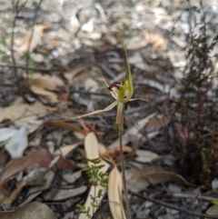 Caladenia parva at Tennent, ACT - suppressed