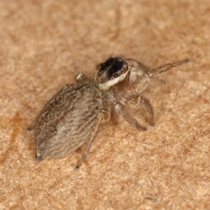 Maratus griseus at Kambah, ACT - 19 Oct 2019