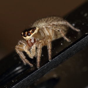 Maratus griseus at Kambah, ACT - 19 Oct 2019