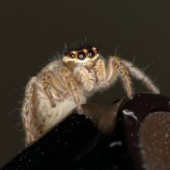 Maratus griseus at Kambah, ACT - 19 Oct 2019