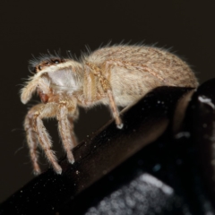 Maratus griseus at Kambah, ACT - 19 Oct 2019