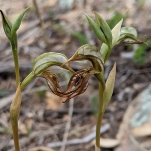 Oligochaetochilus hamatus at Tennent, ACT - 19 Oct 2019