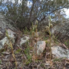 Oligochaetochilus hamatus at Tennent, ACT - suppressed