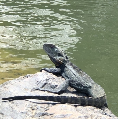 Intellagama lesueurii howittii (Gippsland Water Dragon) at Molonglo Gorge - 19 Oct 2019 by Manta