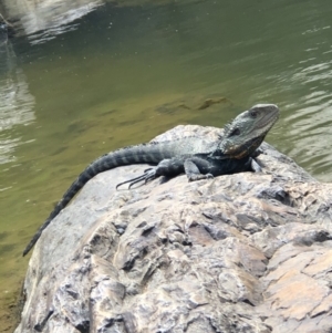 Intellagama lesueurii howittii at The Ridgeway, NSW - 19 Oct 2019