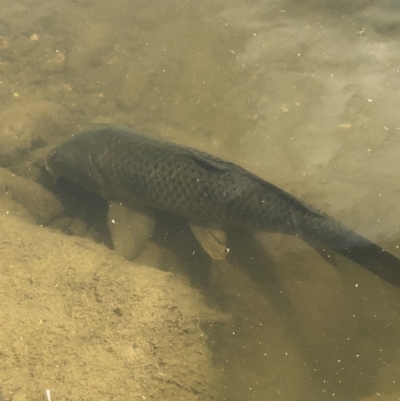 Cyprinus carpio (Common Carp) at The Ridgeway, NSW - 19 Oct 2019 by Manta