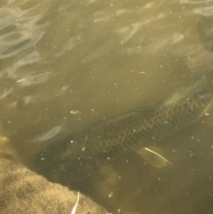 Cyprinus carpio at The Ridgeway, NSW - 19 Oct 2019 11:46 AM