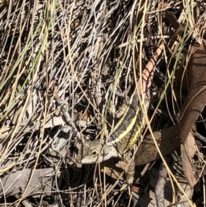 Diporiphora nobbi at The Ridgeway, NSW - 19 Oct 2019 02:24 PM