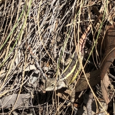 Diporiphora nobbi (Nobbi Dragon) at Molonglo Gorge - 19 Oct 2019 by Manta