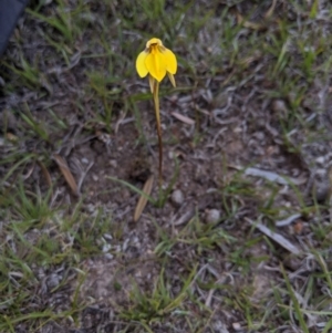 Diuris subalpina at Rendezvous Creek, ACT - 19 Oct 2019