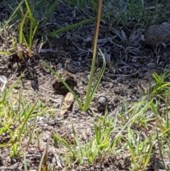 Diuris subalpina at Rendezvous Creek, ACT - suppressed