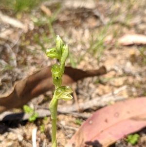 Hymenochilus cycnocephalus at Rendezvous Creek, ACT - 19 Oct 2019